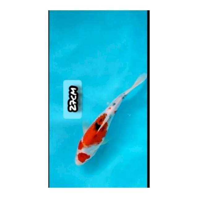 GOSHIKI 30BU