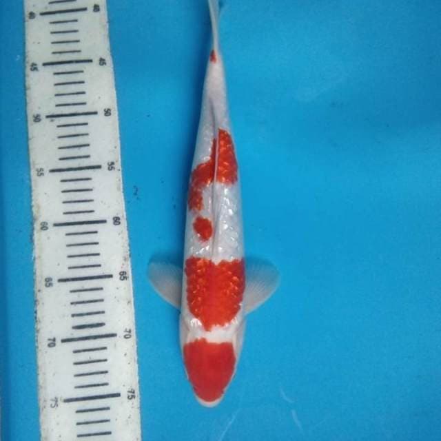 Kohaku Ginrin 36 cm