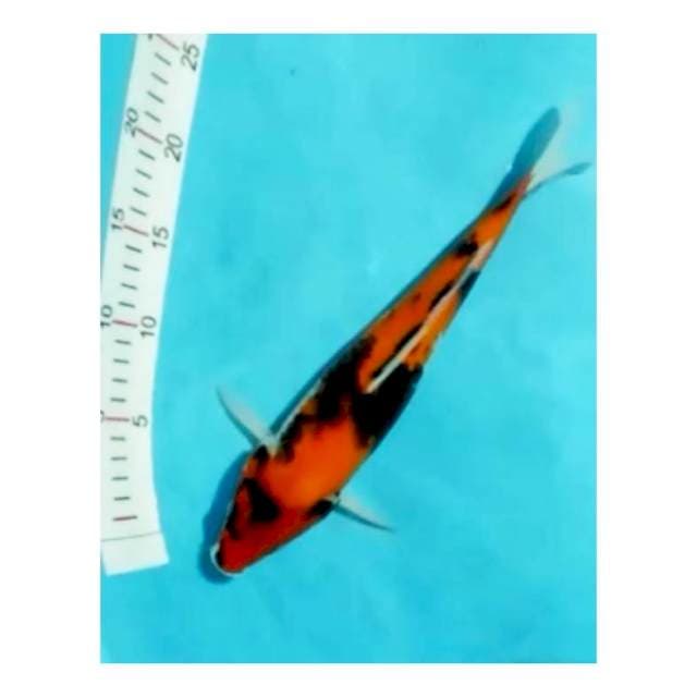 Hi showa 32cm