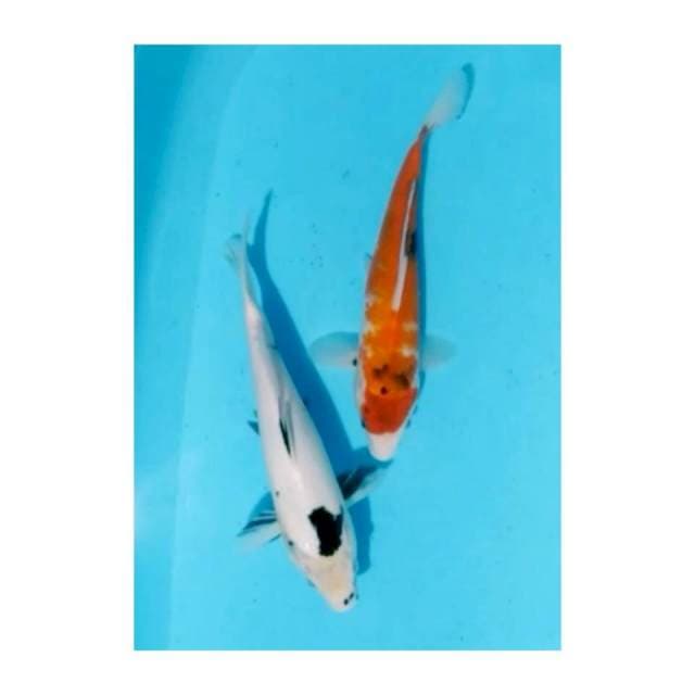 Showa, shiro 30cm