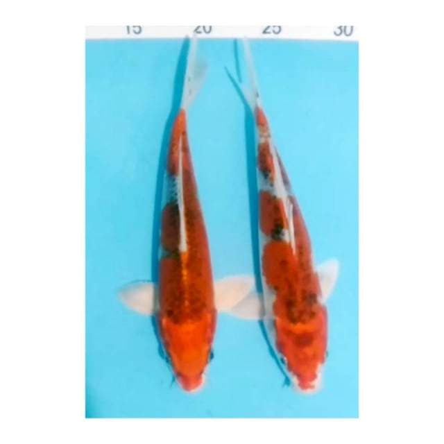 2ekr Kujaku racing 25cm