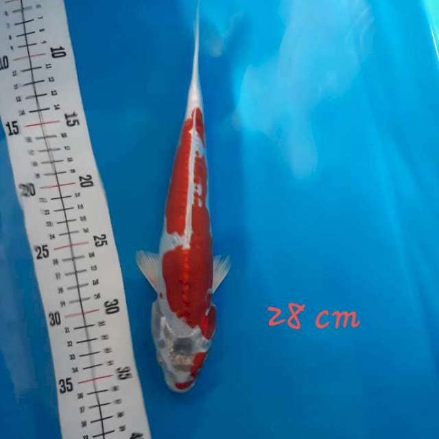 Kiko 28 cm