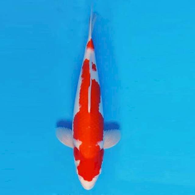 TORA 4 - KOHAKU ®