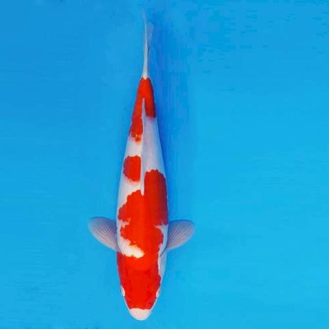TORA 7 - KOHAKU ®