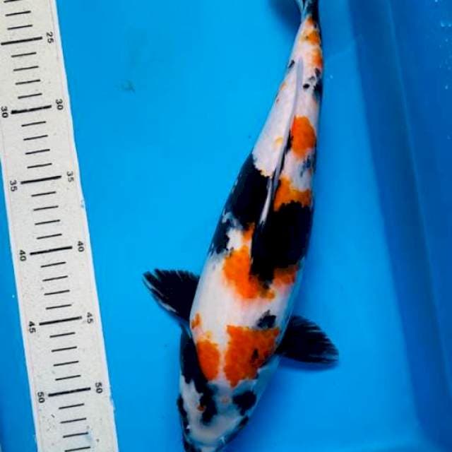Showa , F37cm