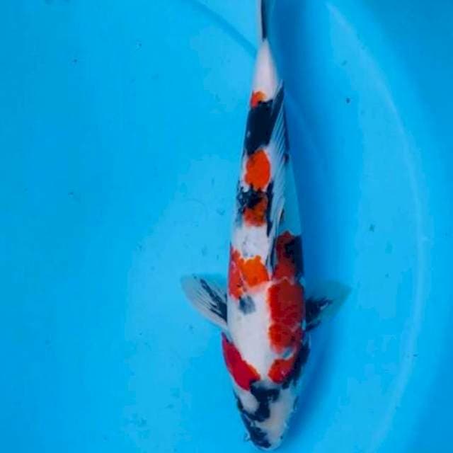 Showa , M35cm