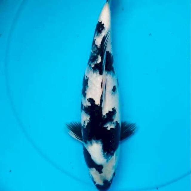 SQ shiro , F35cm