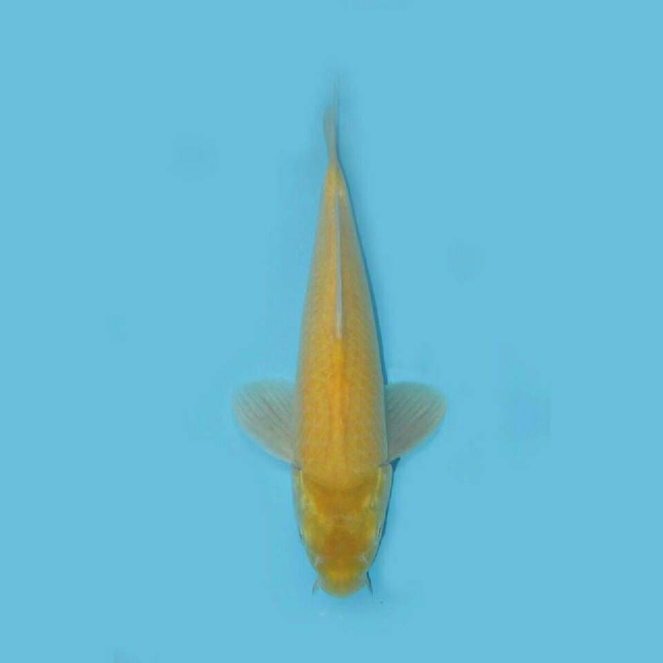 RED EYE KARASHI F1 32CM