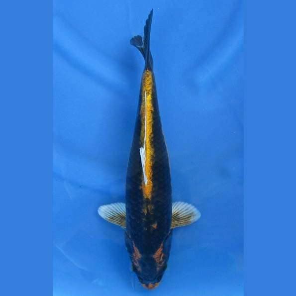 Near Koi - Kabuto 35cm