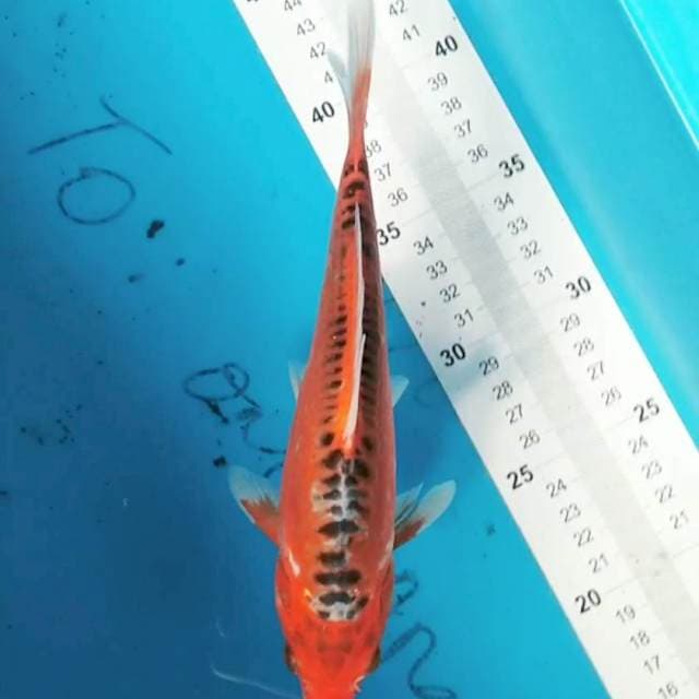 Hana Shusui 25cm