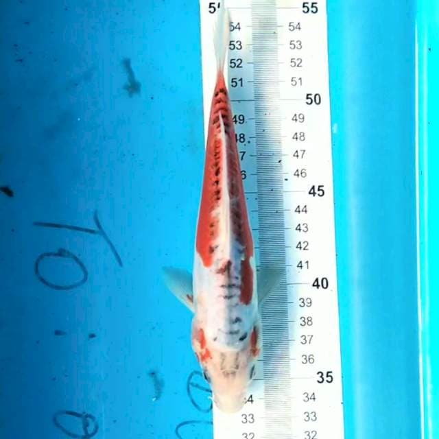 Shusui 22 cm