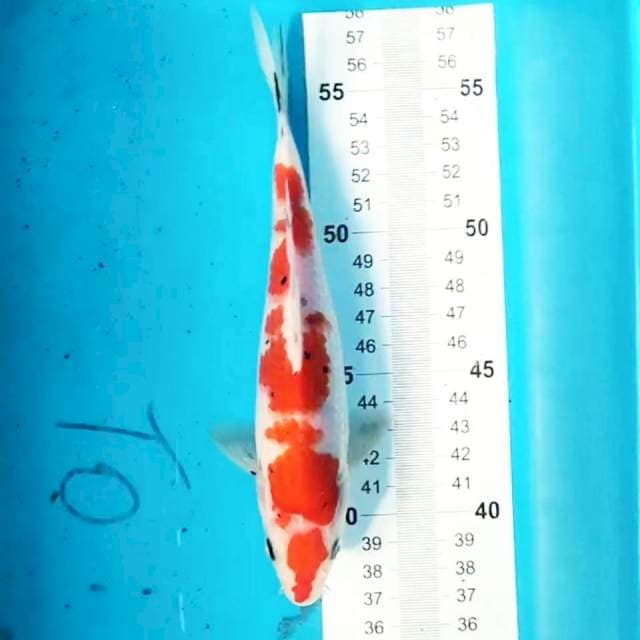 Sanke 20 cm