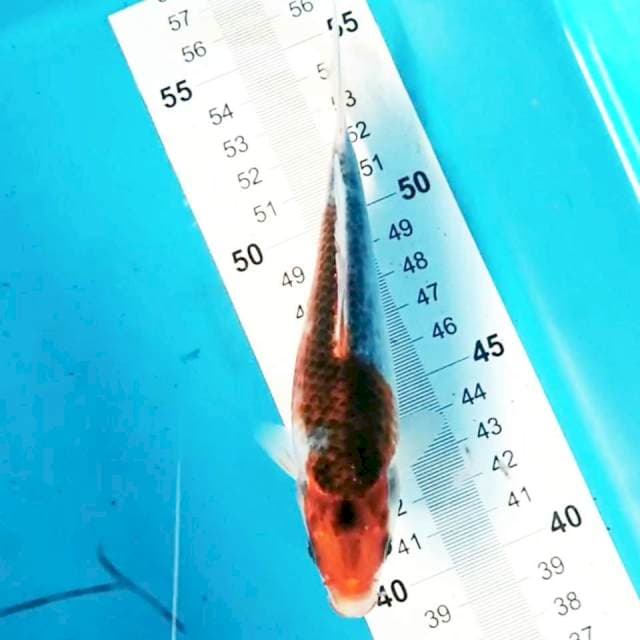 Goshiki 16 cm