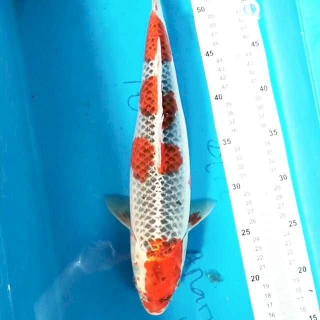 Goshiki 38 cm