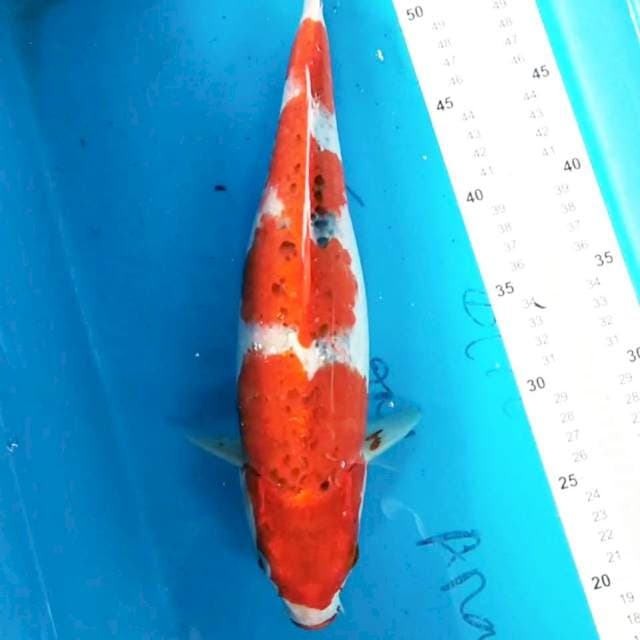 Red Goshiki 37 cm
