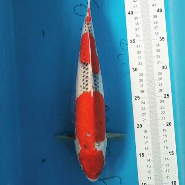 Goshiki Red Strong 36 cm