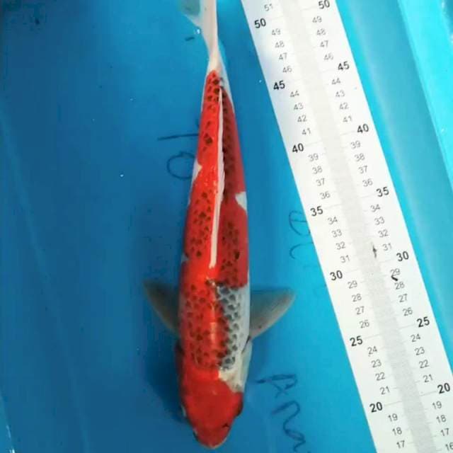 Goshiki Red Strong 36 cm