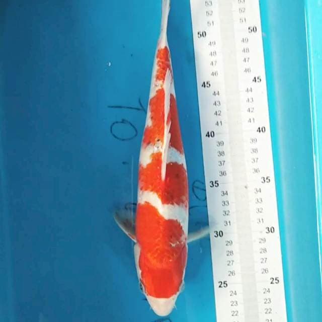 Goshiki 4 step 33 cm