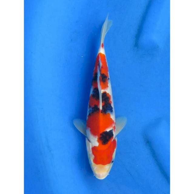 Sanke SQ Ori - 25cm