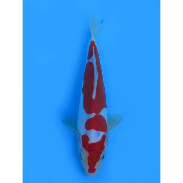 Kohaku Doitsu Murni - 24cm