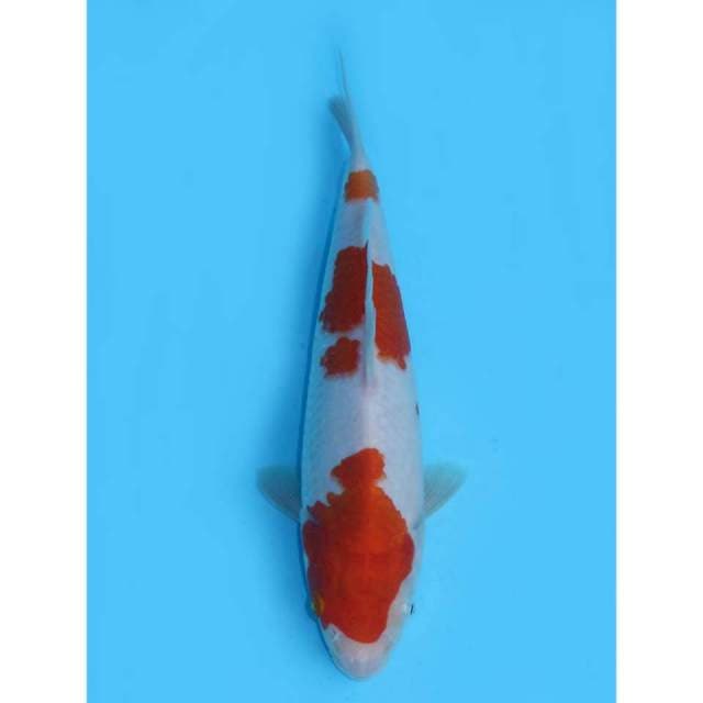 Kohaku F1 - 24cm