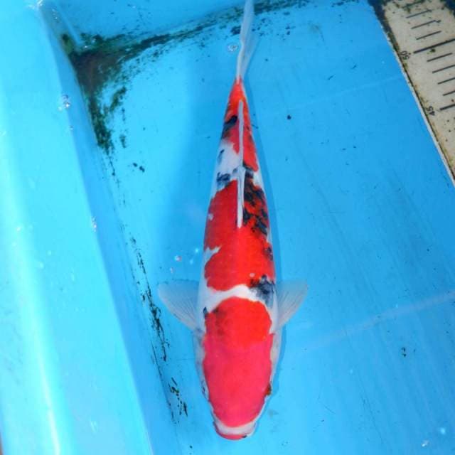 30cm SANKE