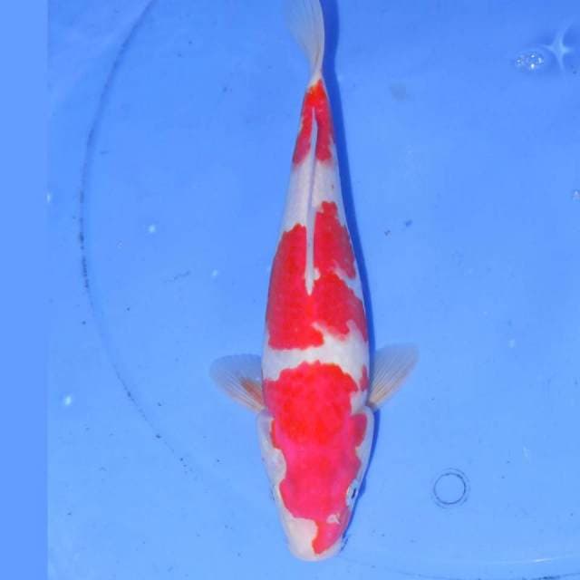 KOHAKU