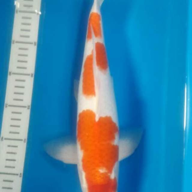 Kawarimono