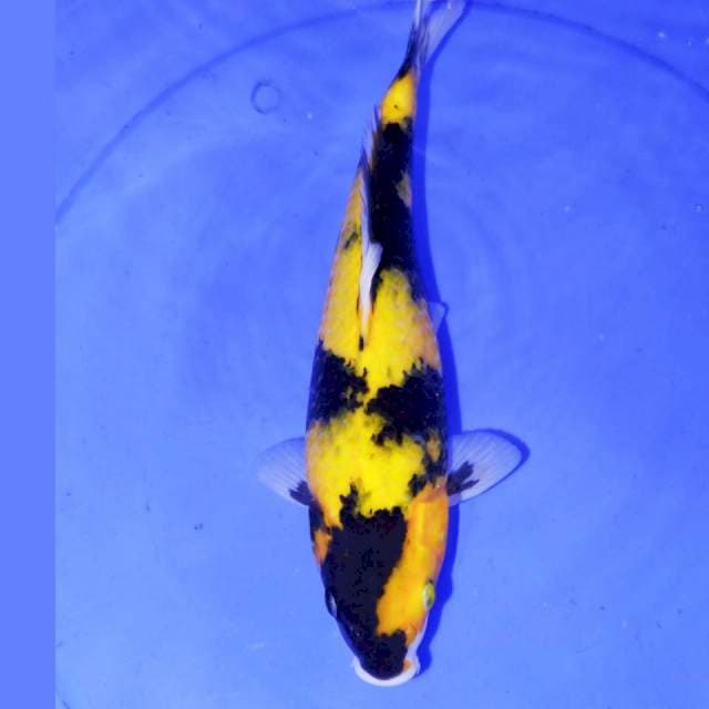 KI UTSURI KUNING