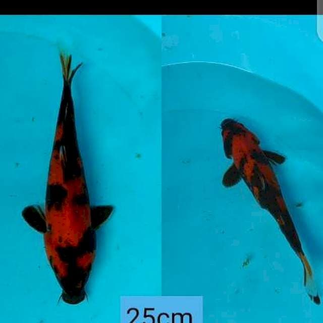 Hi Utsuri Red Ori