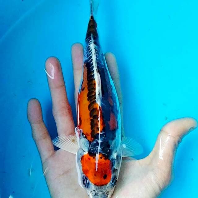 Maruten Benikikoryu 21cm