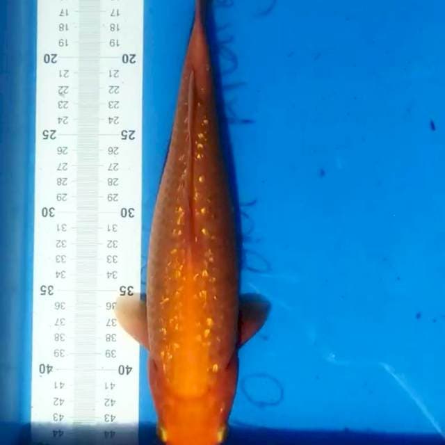 Benigoi Ginrin 35cm