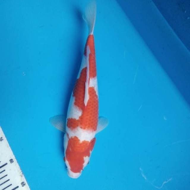 Kohaku 36 cm