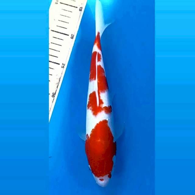 Kohaku, 26 cm