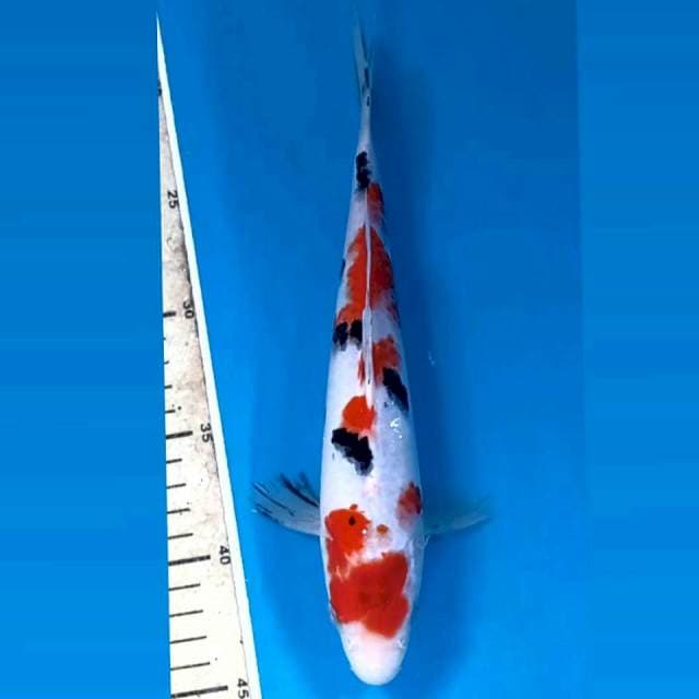Sanke, 25 cm