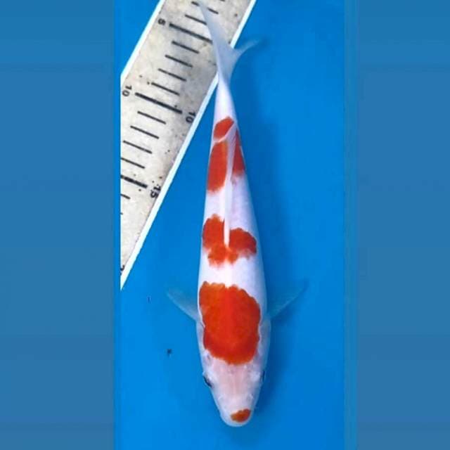 Kohaku, 22 cm