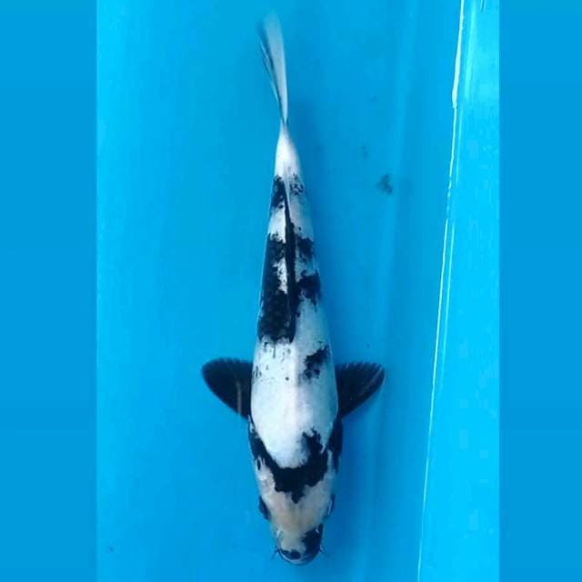 Shiro, 21 cm