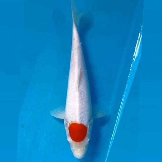 Tancho kohaku, 24 cm