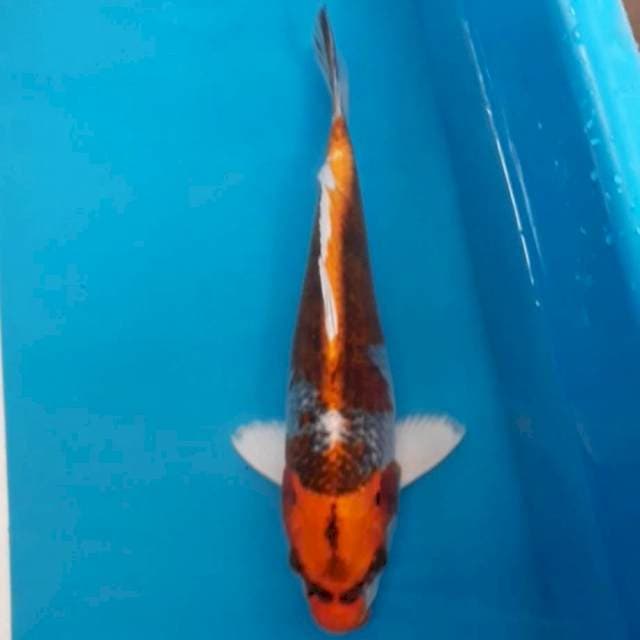 Kujaku 26 cm