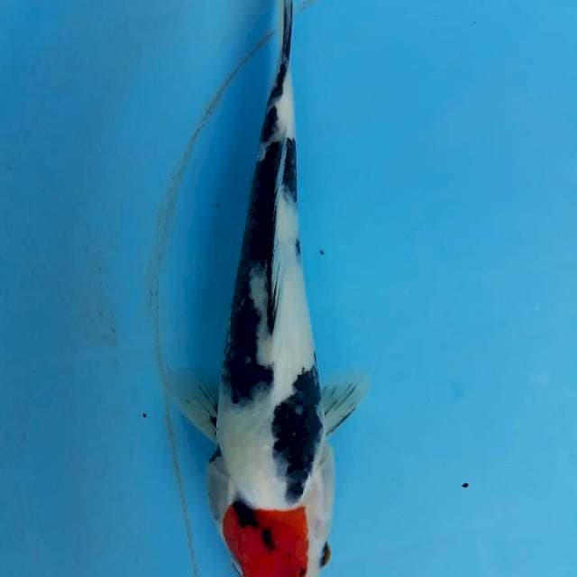 Tanco sowa 28cm 