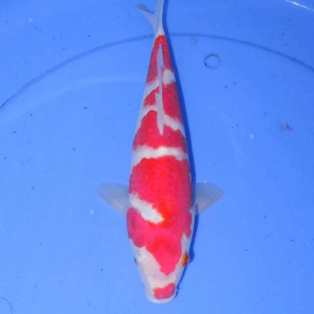 RAION KOHAKU