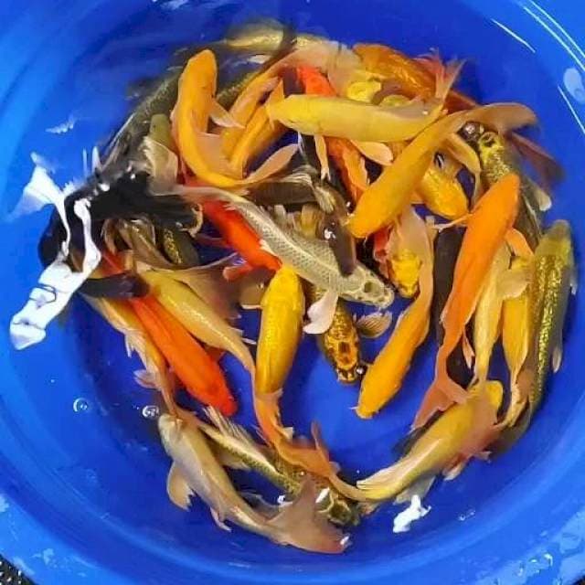 PAKET kumpay 35 ekor