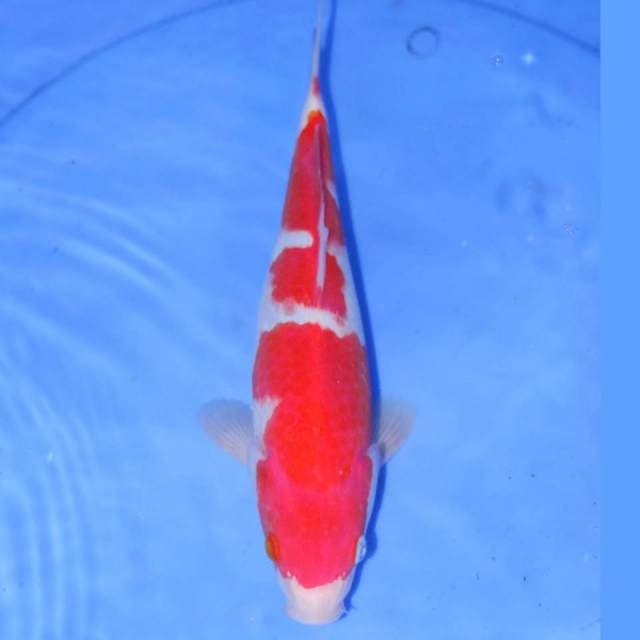 NAKAMA KOHAKU