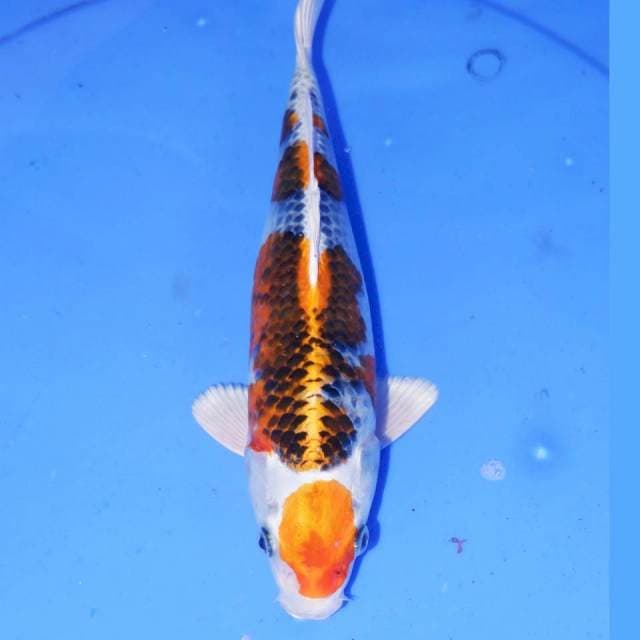 OKYAKUSAMA KUJAKU