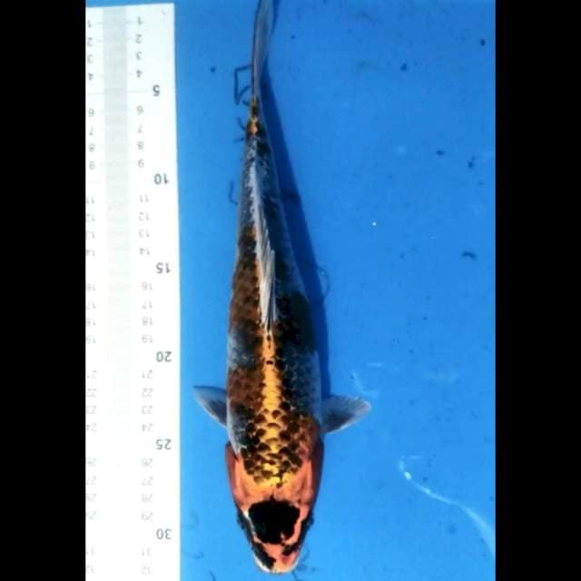 Kujaku 30 cm