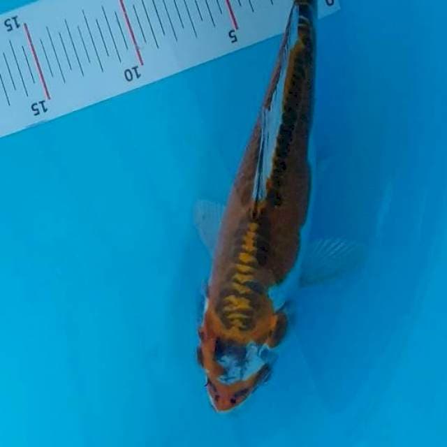 KUJAKU 25 cm