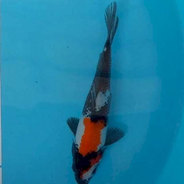 SHOWA 25 cm