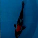 SHOWA 25 cm
