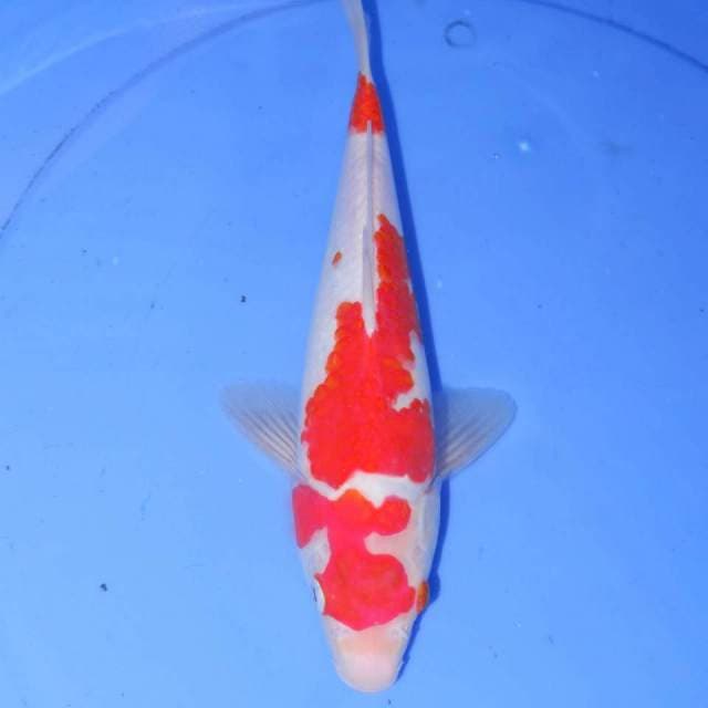 29 TOMOE KOHAKU
