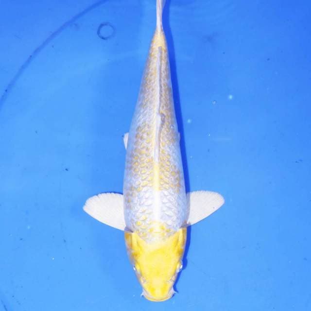27cm DAIYA GINRIN HARIWAKE